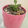 Money tree Image 2