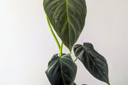 Philadendron Melano Plant