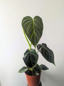 Philadendron Melano Plant