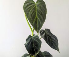 Philadendron Melano Plant
