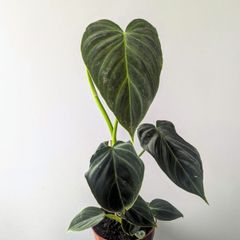 Philadendron Melano Plant