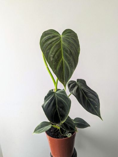 Philadendron Melano Plant