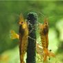 Shrimp Lollies - Moringa Power Image 4