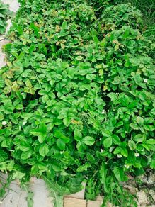wild strawberry