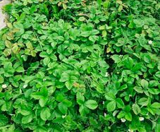 wild strawberry