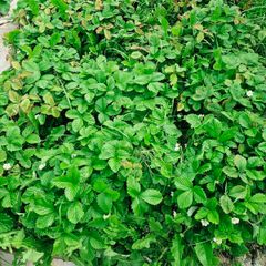 wild strawberry