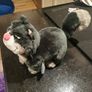 Disney Soft Toy Plush Lucy Cat Cinderella Image 2