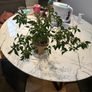 Weeping Fig Ficus benjamina Image 3