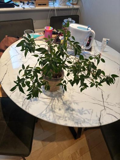 Weeping Fig Ficus benjamina