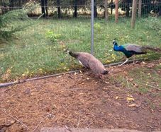 Pair of Indian Blue Peacocks