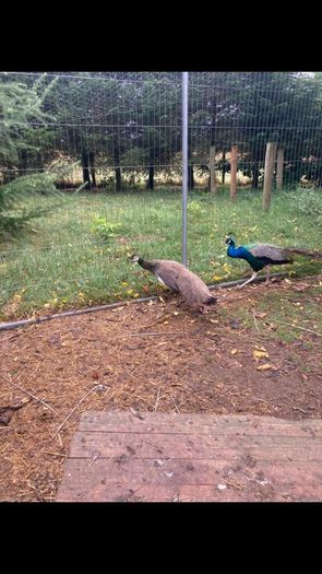 Pair of Indian Blue Peacocks
