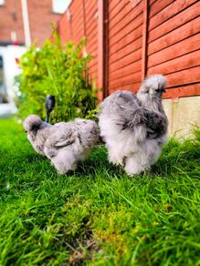 Hens. 2 American Silky hens ( price  is for two Hens)
