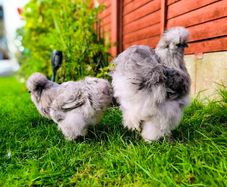 Hens. 2 American Silky hens ( price  is for two Hens)