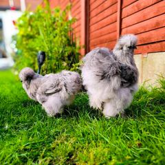 Hens. 2 American Silky hens ( price  is for two Hens)