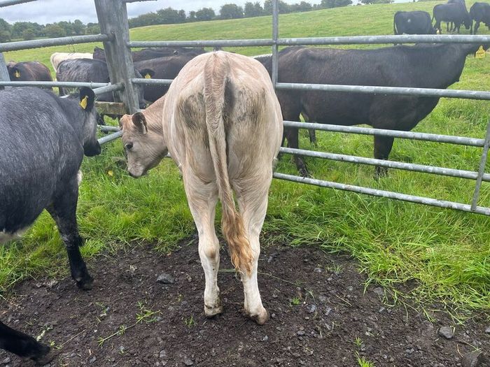 Heifers