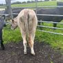 Heifers Image 2