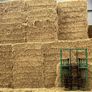 Hay Straw Beet Image 3