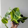 Philodendron Scandens Plant Plant Image 2