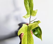 Philodendron Florida Ghost Plant
