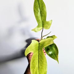 Philodendron Florida Ghost Plant