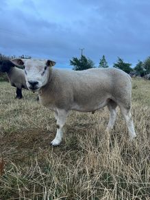 PBNR texel ram and ewe