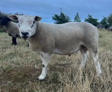 PBNR texel ram and ewe