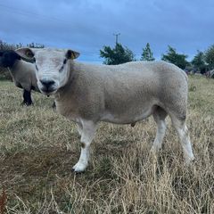 PBNR texel ram and ewe