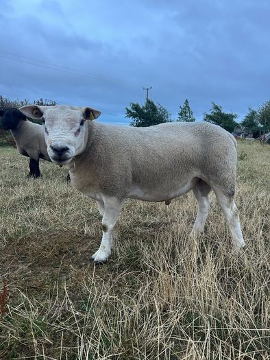 PBNR texel ram and ewe