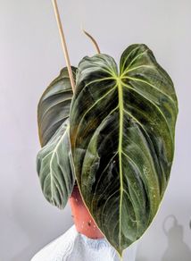 Philodendron Melano Plant