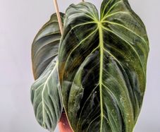 Philodendron Melano Plant