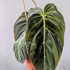 Philodendron Melano Plant