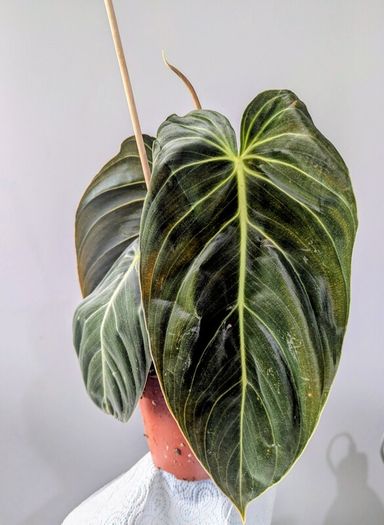 Philodendron Melano Plant