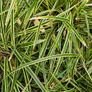 Ornamental Grasses Image 2