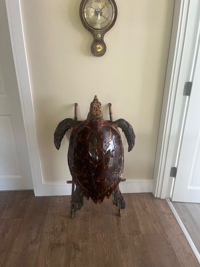 Antique Rare Large Taxidermy Hawksbill Sea Turtle