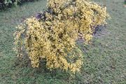 Cytisus praecox Allgold