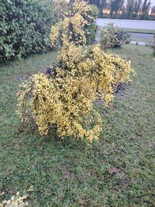 Cytisus praecox Allgold