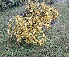 Cytisus praecox Allgold