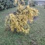 Cytisus praecox Allgold Image 2