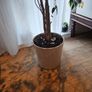 house plant Image 2