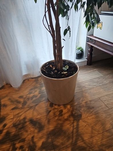 house plant