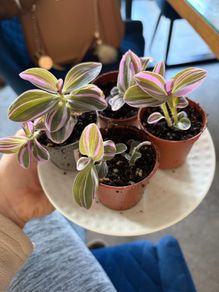 Tradescantia 'Nanouk' plant