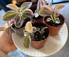 Tradescantia 'Nanouk' plant