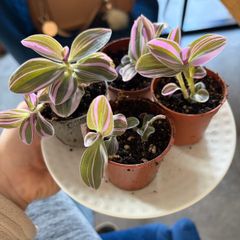 Tradescantia 'Nanouk' plant