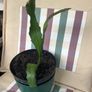 cactus plant Image 3