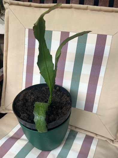 cactus plant
