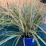 Evergreen plant Image 8