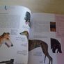 Pedigree Points D ogs, Hardback book,Non fiction Image 3