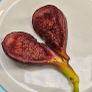 Fig Tree Image 8