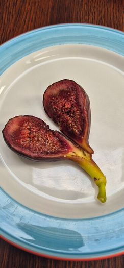 Fig Tree with Figs