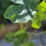 Fig Tree Image 5